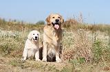 GOLDEN RETRIEVER 211